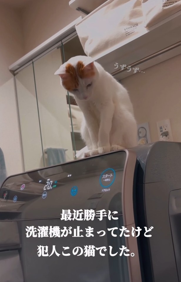 最近勝手に洗濯機が止まっていたが、犯にゃんは・・・！？（「ご飯と猫」さん提供、Instagramよりキャプチャ撮影）