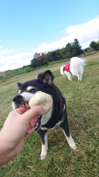 飼い主さんの手にかぶりつくひなたちゃん（提供：くーさんママさん）