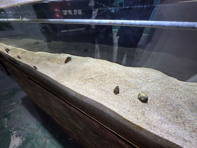大勢の人に驚いているらしく、すっかり地中に隠れてしまっています。 ※桂浜水族館提供