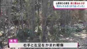 宮城・色麻町の山林　山菜採りの男性が熊に襲われ軽傷「気付いたら熊が近くまで…」