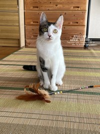 きゅるんとした瞳が愛らしいねこさん（画像提供：週休8日の猫吸いさん）