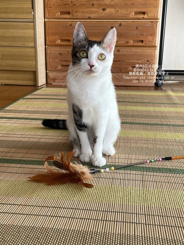 きゅるんとした瞳が愛らしいねこさん（画像提供：週休8日の猫吸いさん）