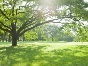 故郷への思いを形に　自治体への遺贈寄付も広がる