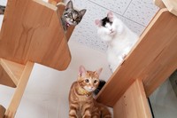 他の猫に鈴をつけてもらうことで距離感をつかめるように（写真提供＝PFLJ）