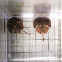 カブトガニの幼生を展示　瀬戸内海の環境について考えるきっかけに　四国水族館　香川・宇多津町