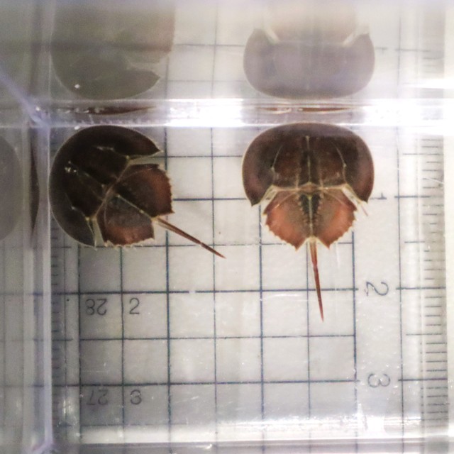 カブトガニの幼生を展示　瀬戸内海の環境について考えるきっかけに　四国水族館　香川・宇多津町