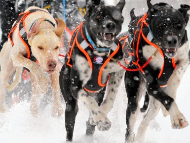 犬たちの甲子園　雪の中で愛犬とチャレンジしてみる？