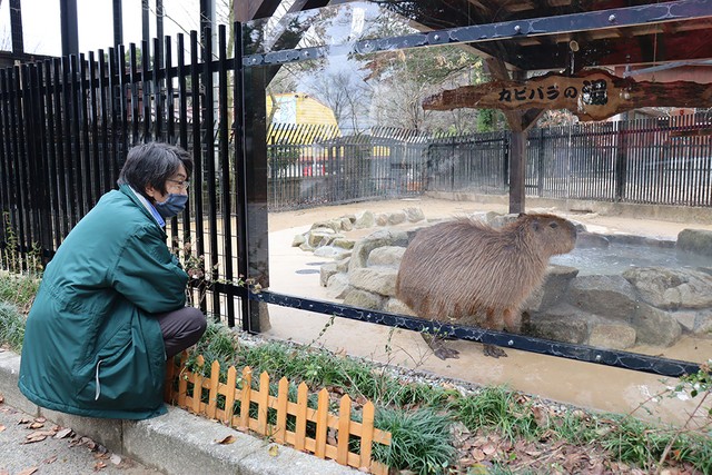 カピバラの様子を見る石原園長