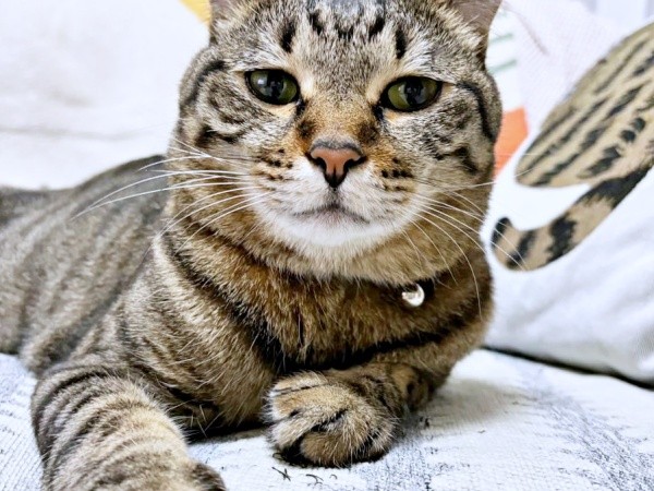 5歳になったしらすちゃん（画像提供：硝子さん）