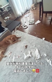 愛犬が教科書を食べましたと、すぐに中学校に電話…（暖くんの飼い主さん提供、Instagramよりキャプチャ撮影）