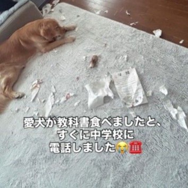 愛犬が教科書を食べましたと、すぐに中学校に電話…（暖くんの飼い主さん提供、Instagramよりキャプチャ撮影）