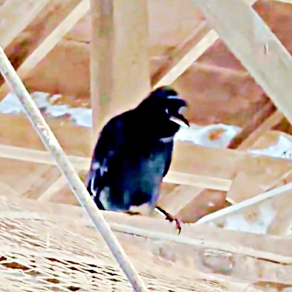 牛追いの掛け声を真似るカラス。動画に驚きの声殺到（画像提供：もみのきさん）