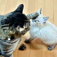やんちゃな子猫の遊び相手をするタマちゃん（画像提供：Ari Mayaさん）