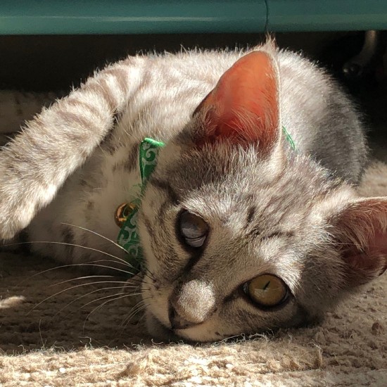 ところが昨年7月、笹次郎がやってきて（夏子さん提供）