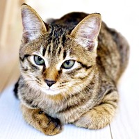 お迎え初日。「先住猫になめられたらあかん」決意の表情を浮かべるれんれんくん（画像提供：キジあにゃさん）