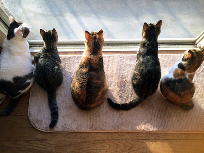 仁尾さんの愛猫たち（仁尾さん提供）