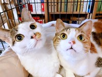 ふたりそろって美ニャン！ （左から）なっちゃん、くーちゃん（画像提供：海老沼みなみさん）