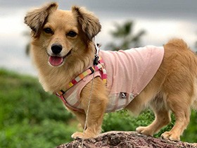 花の名前を覚え、友達も増えた　チワックス「エル」が来てくれて飼い主も変化　