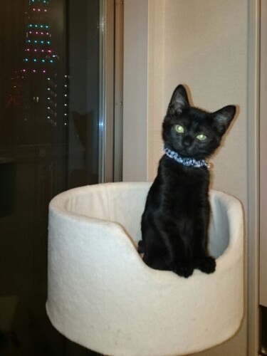 家にきたころの「みーや」


