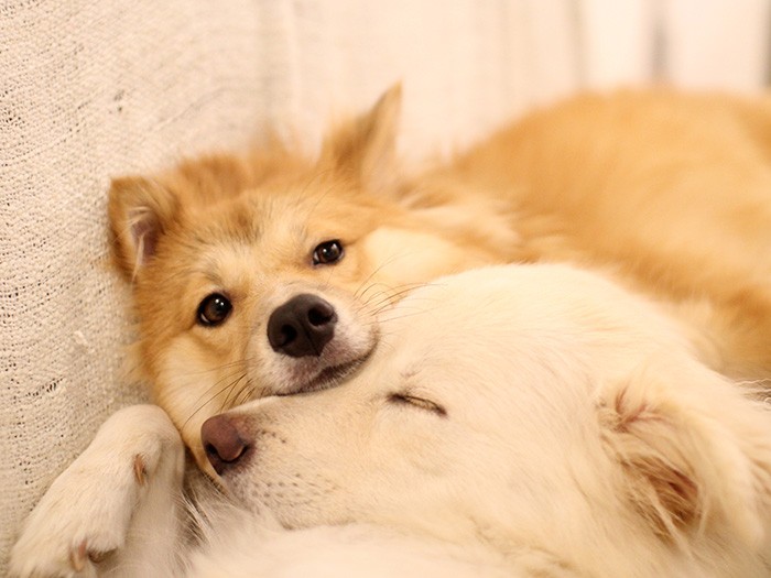 平気で大吉を枕にする福助