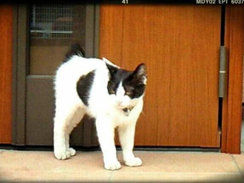 家にきたころの「ハク」