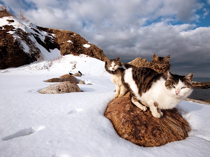 雪に触れまいと石の上で寄り添う3匹