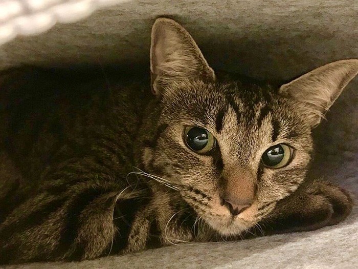 きれいな顔立ちのモモちゃん