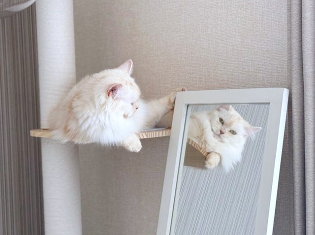 鏡に映る自分を見つめるモナカちゃん（画像提供：“モナカ“ スコティッシュたち耳さん）