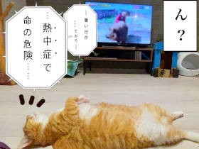 お太りさま猫「ぐっぴ－」　暑すぎる夏の熱中“しすぎる”症注意報