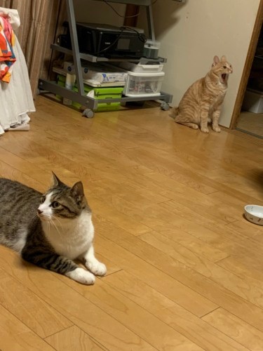 ソーシャルディスタンスを保つジャッキーときなこ