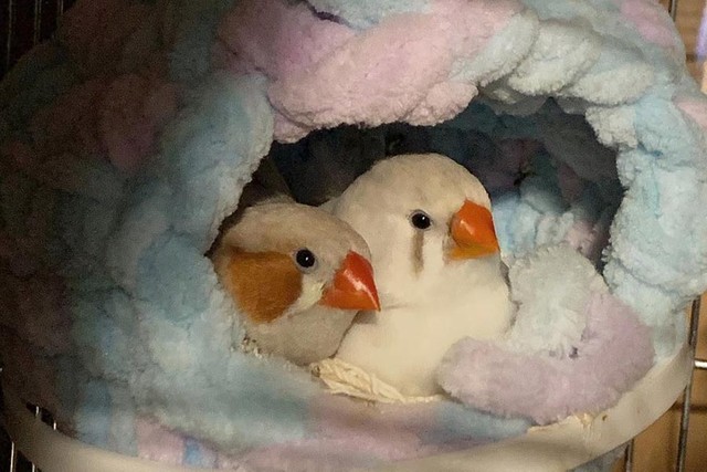 ぽてを育てたぺぺとみる夫婦