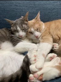 左がちよこちゃん、右がふーたくん。並んで眠る姿が可愛すぎます（YuzzZ (3m)さんのTwitterより）