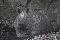 貴重なサイの「おててないない」ご機嫌そうな顔もかわいい