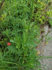 茎を巻くように葉が生えているのが1つの特徴（提供写真）