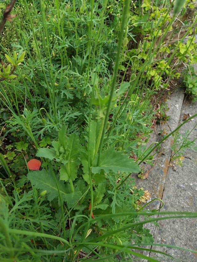茎を巻くように葉が生えているのが1つの特徴（提供写真）