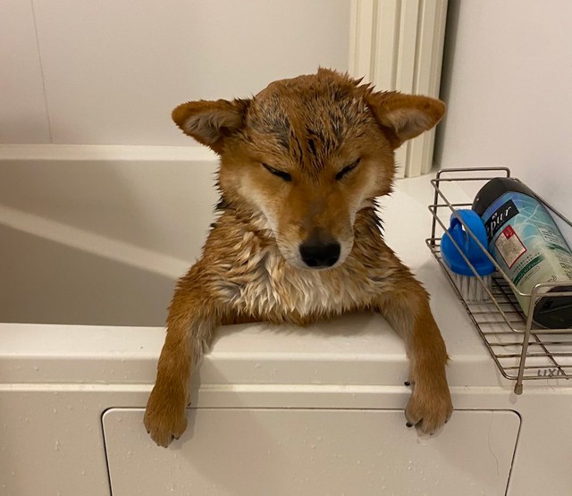 シャンプーをされたきなこちゃん（提供：柴犬きなこさん）