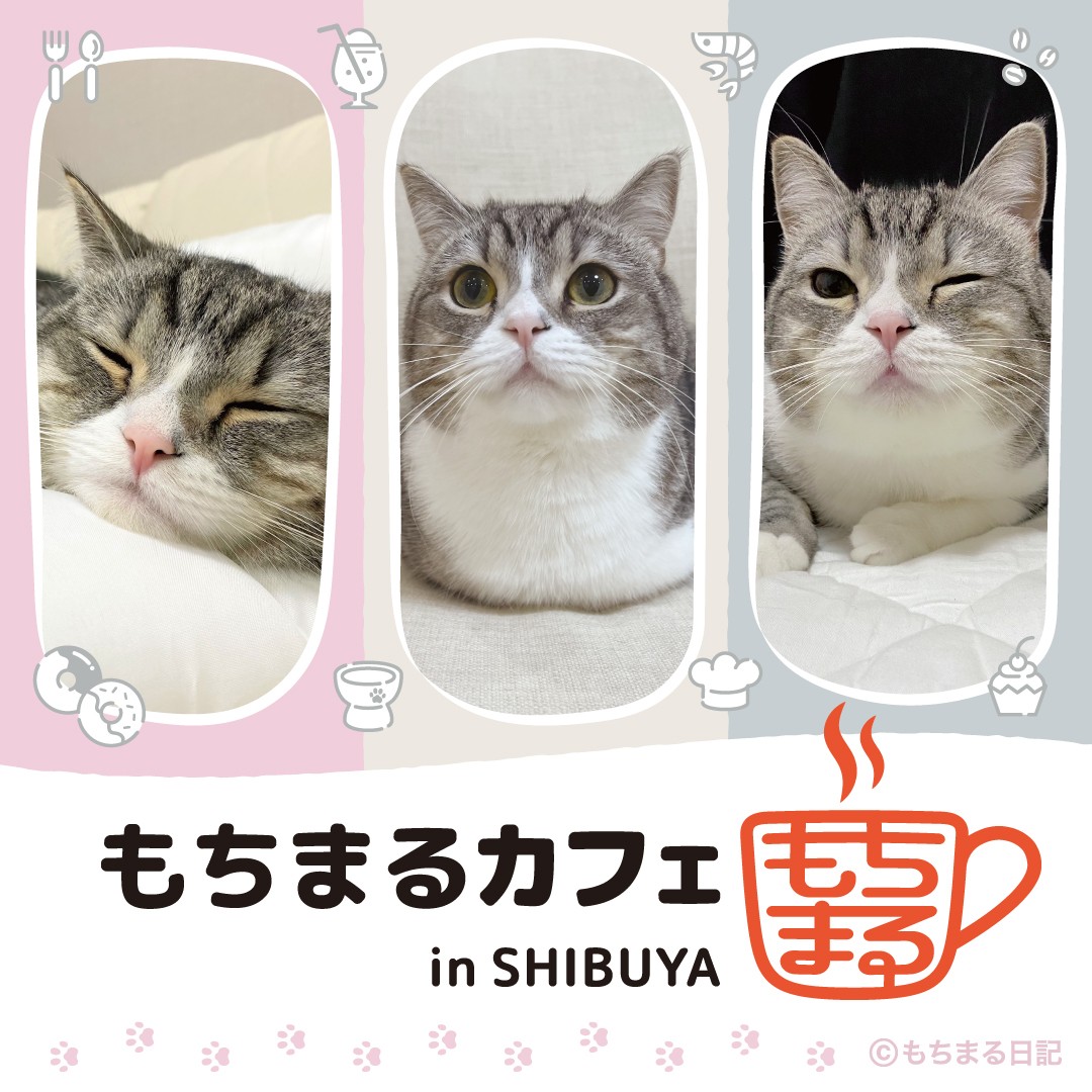 もちまる日記もち様グッズ47点です！