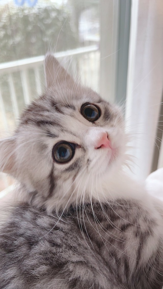 つま先乗りを披露してくれたミクちゃん（提供写真）