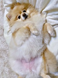 へそ天になって甘えるぱっちゃん（画像提供：ぱっちゃんさん）