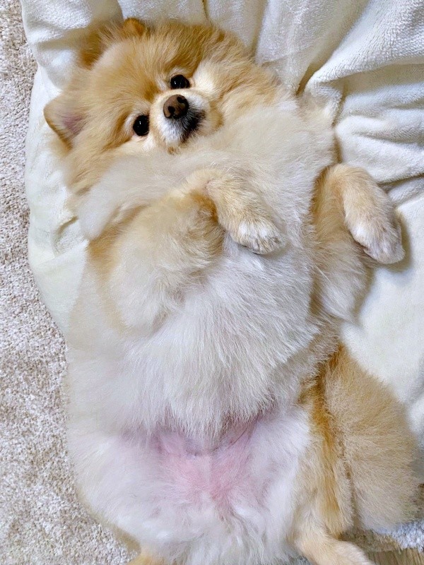 へそ天になって甘えるぱっちゃん（画像提供：ぱっちゃんさん）