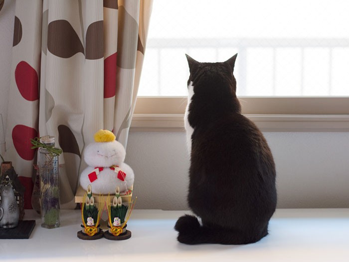 「家猫になってから初詣行ってないなあ」（小林写函撮影）
