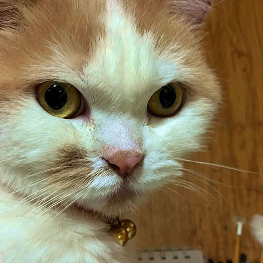 丸顔美人のムース