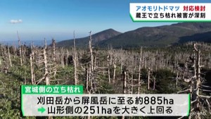 蔵王の冬の風物詩樹氷を形作るアオモリトドマツが立ち枯れ　今後の対応を検討