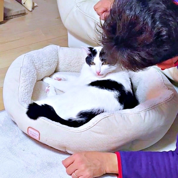 ベッドでくつろぐハルさんにそっと近づくパパ（画像提供：APO（ポメラニアン）さん）