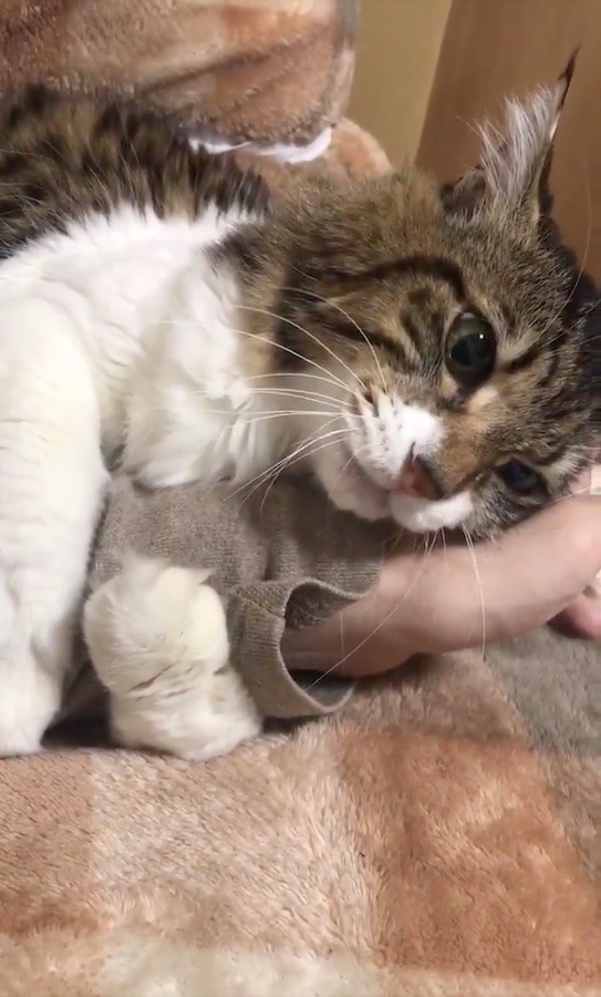 「…………」（動画からキャプチャー／提供：丸山カネキリカさん）