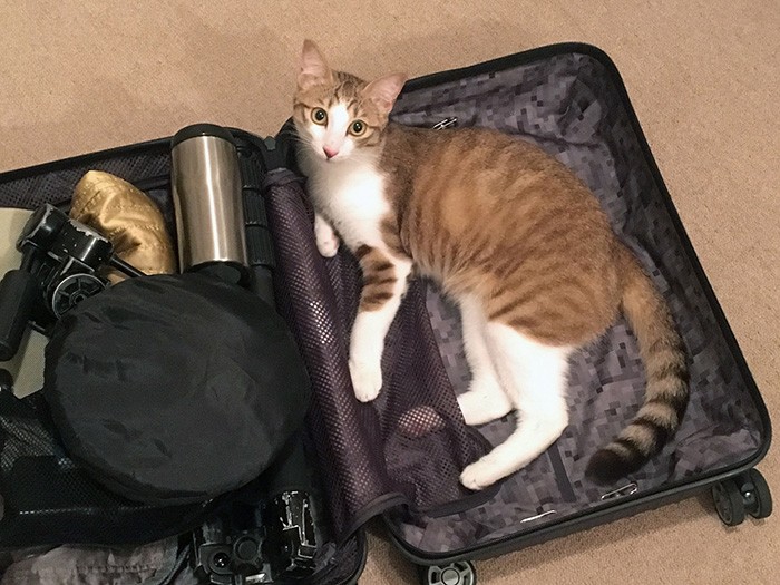 出張前の行かにゃいで②