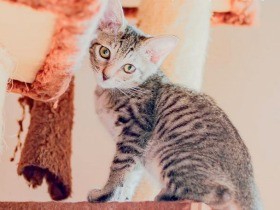 道で野良の子猫を見かけた…　放っておけない、どうしたらいい？