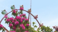 蒜山高原でシャクナゲの花が見ごろ　岡山