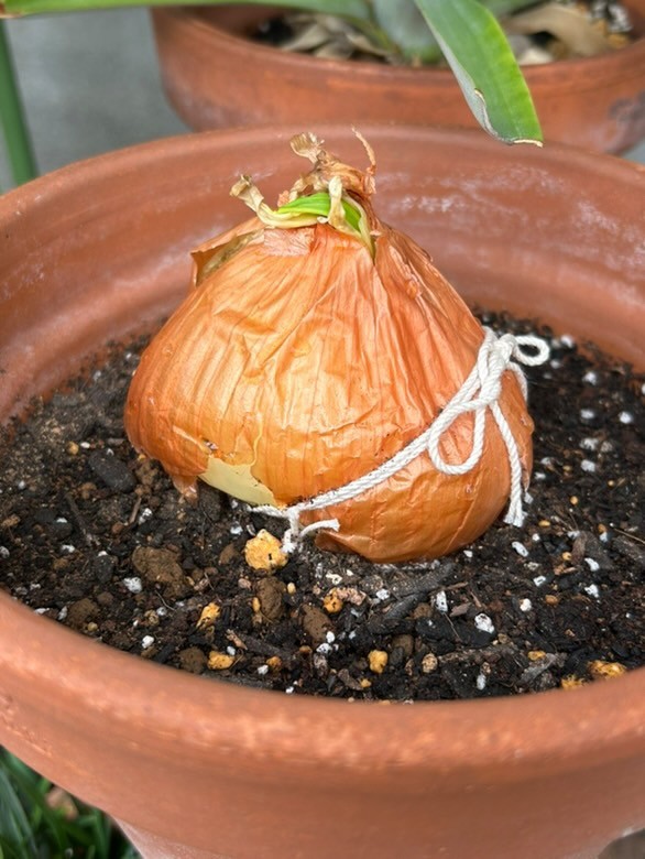 （和結さん提供）