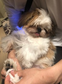 お散歩いっぱいして楽しかった〜＝ぽたさん（@nejiringbow）提供